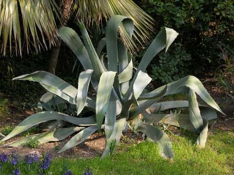 Agave resmi