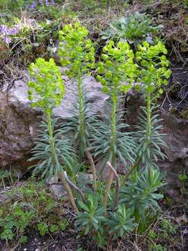 Image of Wood Spurge