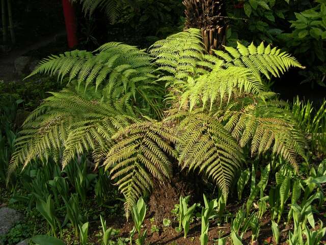 Image of Australian Tree Fern