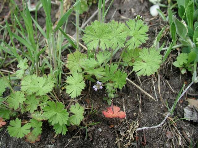 Image of geranium