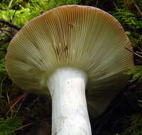 Image of Russula vinosa Lindblad 1901