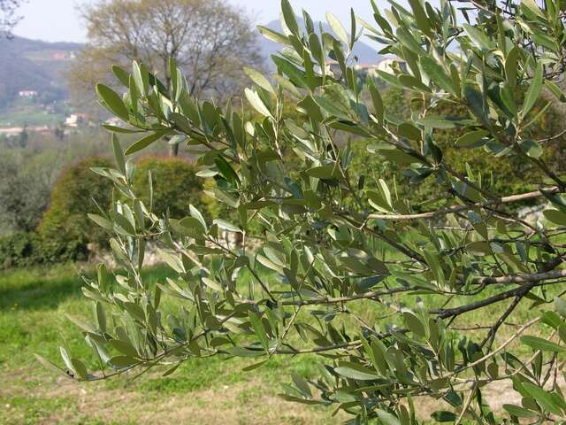 Image of olive