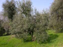 Image of olive
