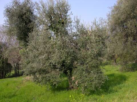 Image of olive