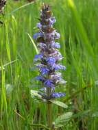 Image of Bugleweed