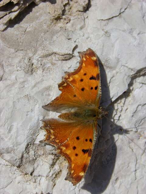 Слика од Polygonia