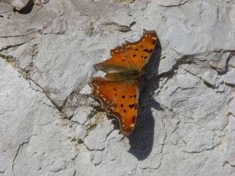 Image de Polygonia