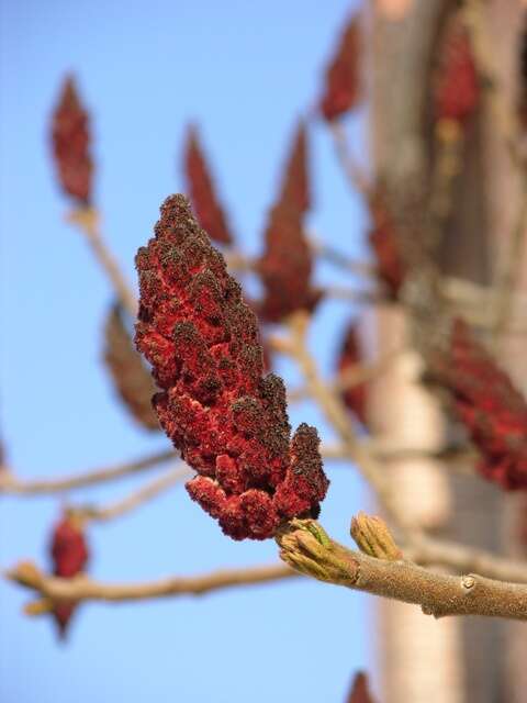 Image of sumac