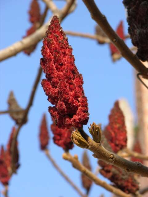 Image of sumac