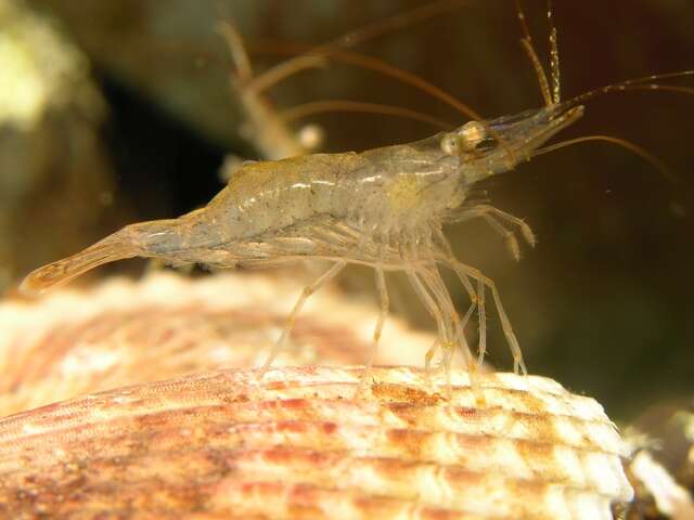 Image of coral shrimp