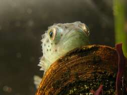 Image of lumpfishes