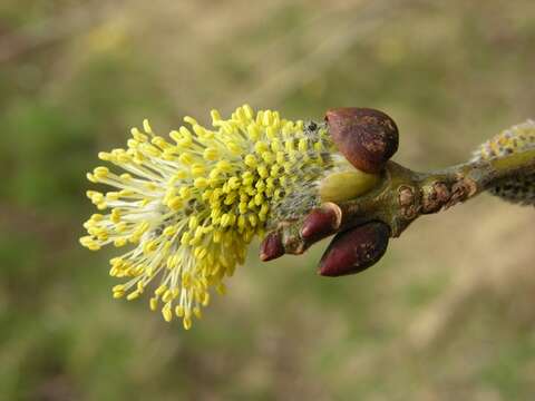 Imagem de Salicaceae