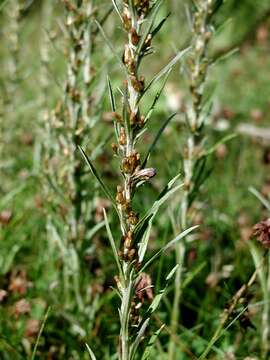 Image of arctic cudweed