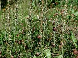 Image of arctic cudweed
