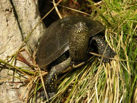 Image of Black-breasted Leaf Turtle