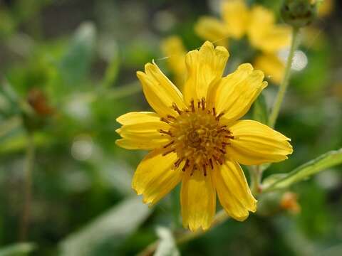 Imagem de Guizotia abyssinica (L. fil.) Cass.