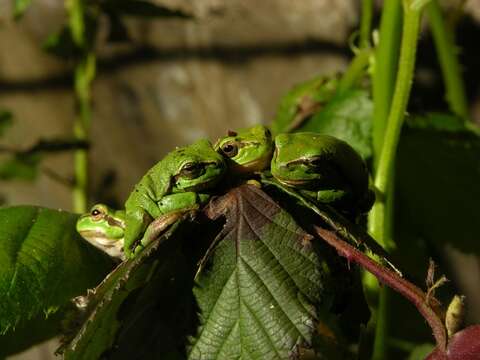 Image of Hyla Laurenti 1768