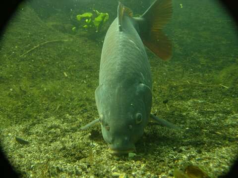 Image of Common carps