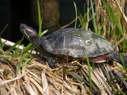 Image of Trachemys Agassiz 1857