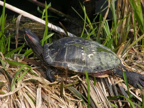 Image of Trachemys Agassiz 1857