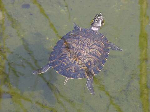 Image of Trachemys Agassiz 1857