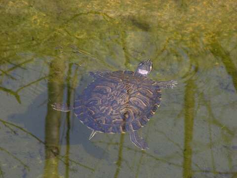 Image of Trachemys Agassiz 1857