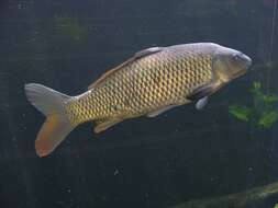 Image of Common carps