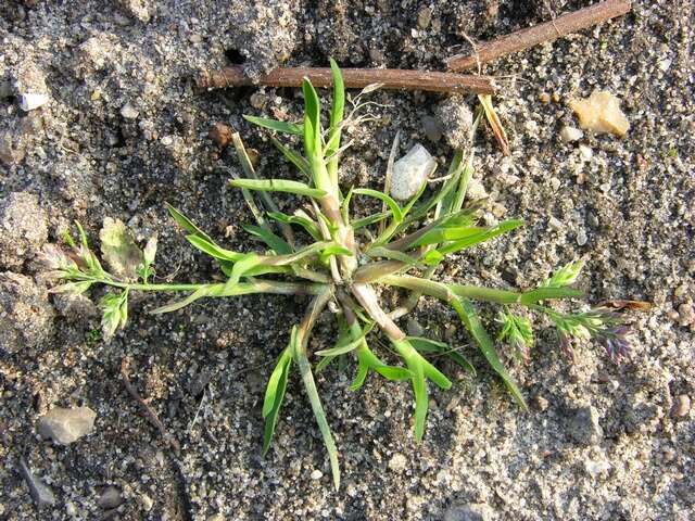 Image of Meadow Grasses