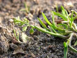 Image of Meadow Grasses