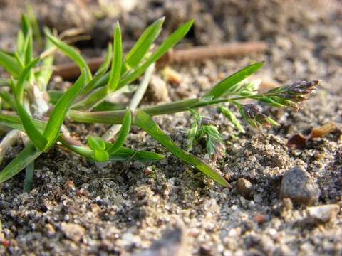 Image of Meadow Grasses