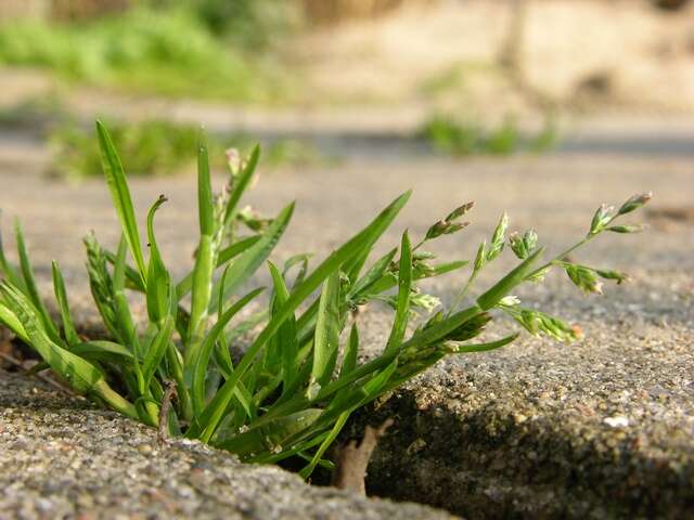 Image of Meadow Grasses