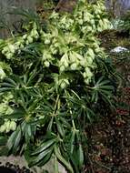 Image of Hellebore