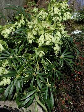 Imagem de Helleborus