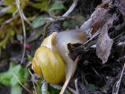 Image of Banded snails