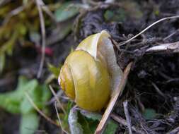 Image of Banded snails