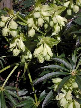 Plancia ëd Helleborus