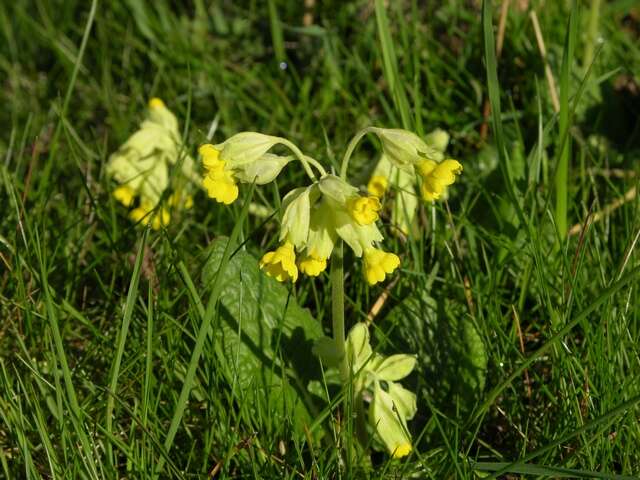 Image of cowslip