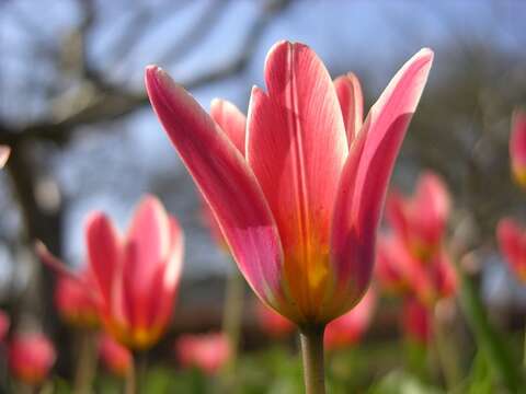 Image of water-lily tulip