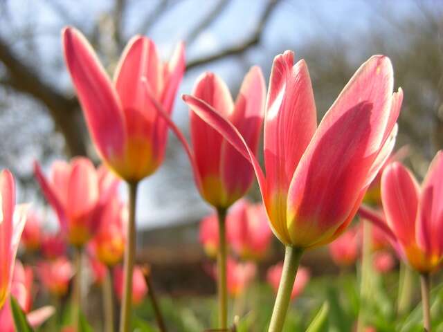 Image of water-lily tulip