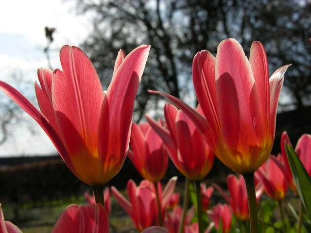 Image of water-lily tulip