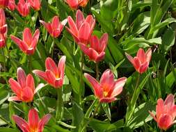 Image of water-lily tulip