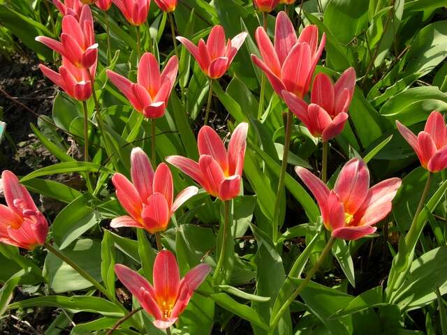 Image of water-lily tulip