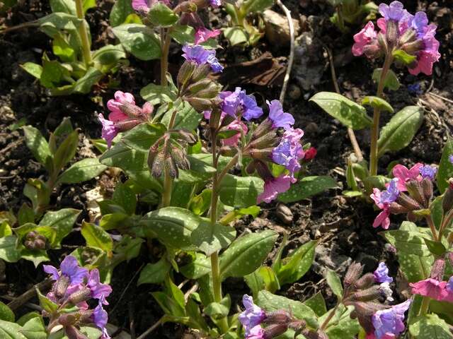 Image of lungwort