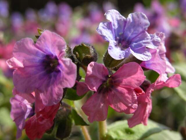 Image of lungwort