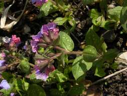 Image of lungwort