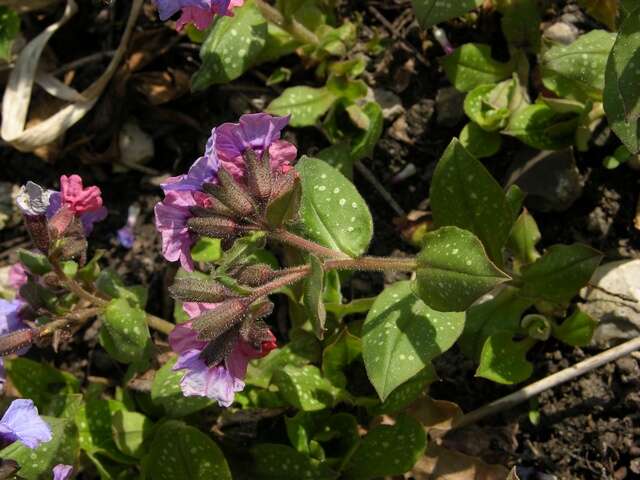 Image of lungwort