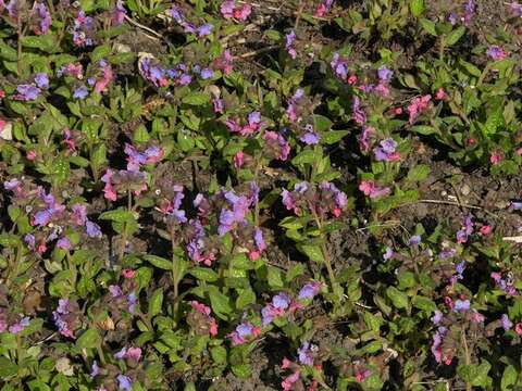 Image of lungwort