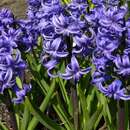 Image of Common Hyacinth