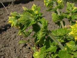 Image of Scrophularia vernalis L.