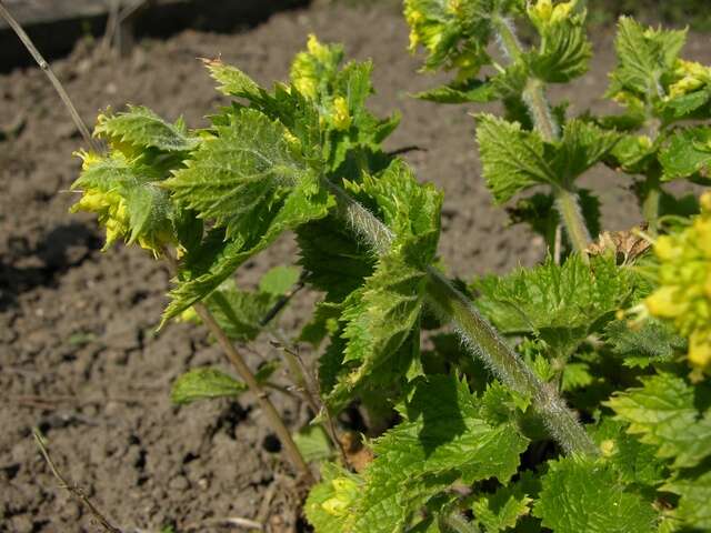 Image de Scrophularia vernalis L.